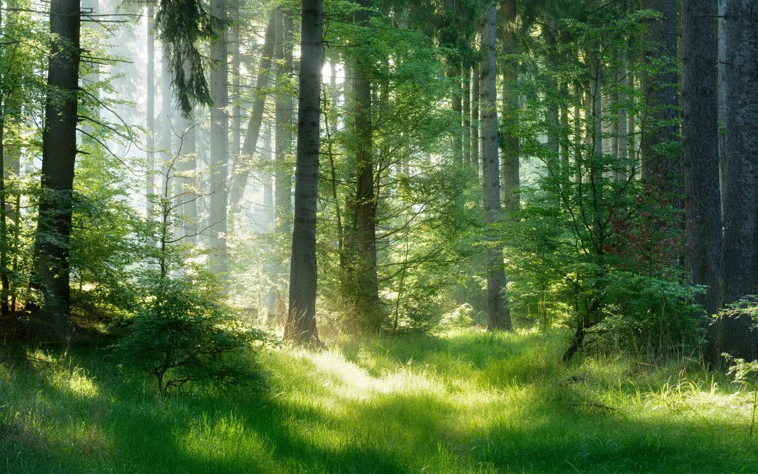 Klimaschutz durch Holzbau